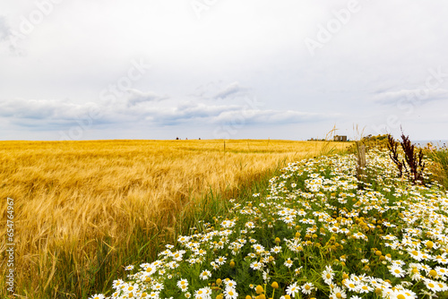 Sunny Irish landscape with a golden barley field on one side and blooming white daisies on the other, under a bright blue sky.