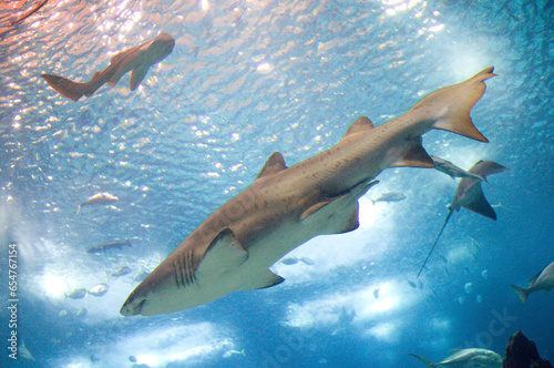 A powerful shark swims in an aquarium in Lisbon  Portugal
