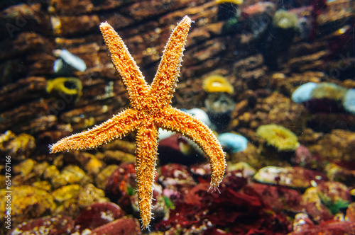 An orange colorful starfish in an aquarium in Lisbon  Portugal