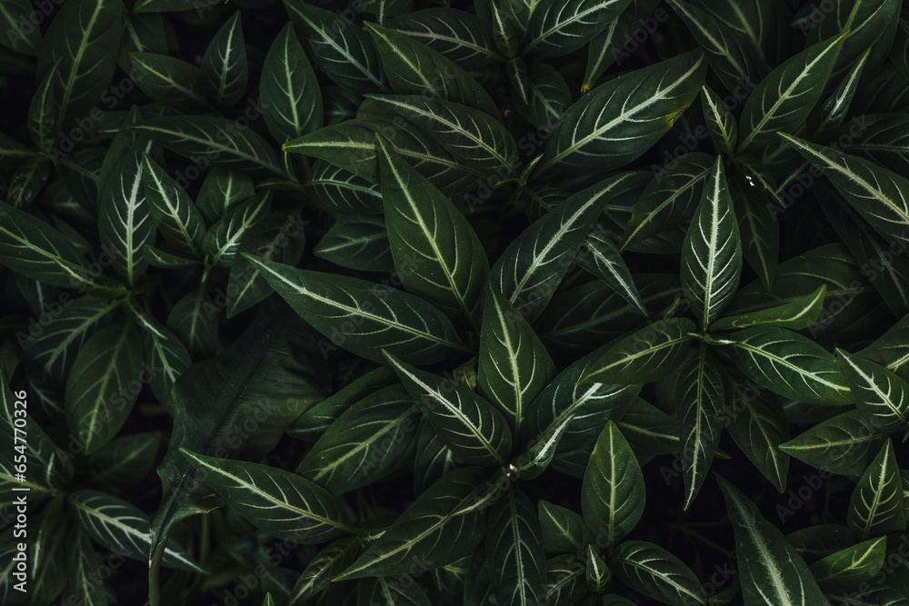 Top view darker green plant leaves background