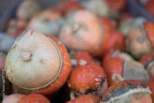 variety of pumpkins in harvest season