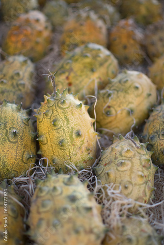 variety of pumpkins in harvest season