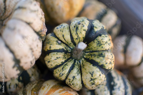 variety of pumpkins in harvest season