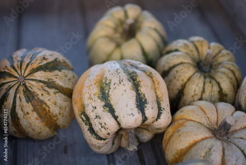 variety of pumpkins in harvest season