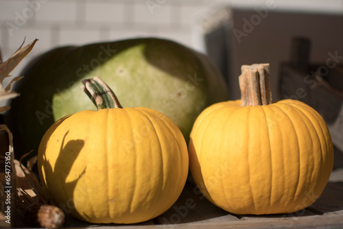 variety of pumpkins in harvest season