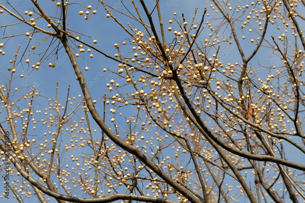 Obraz premium fruits of chinaberry tree against blue sky