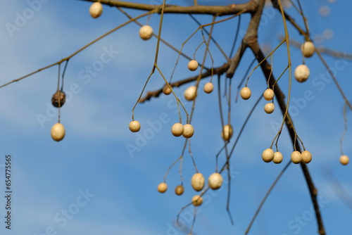 fruits of chinaberry tree against blue sky photo