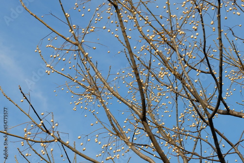 fruits of chinaberry tree against blue sky photo