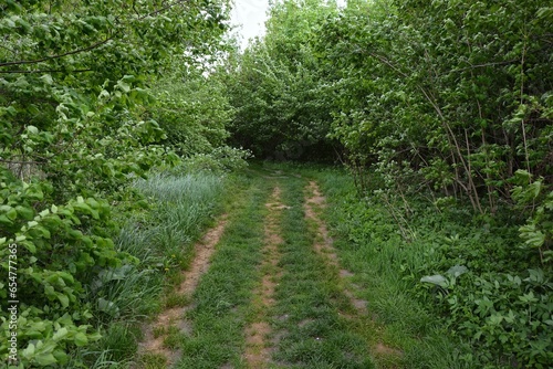 A path in a forest overgrown with bushes