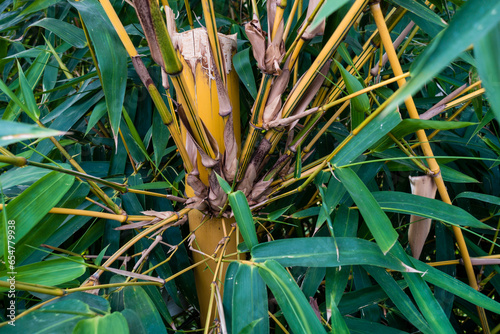 Indian timber bamboo (Bambusa tulda) displaying branches and leaves sprouting from its main stem