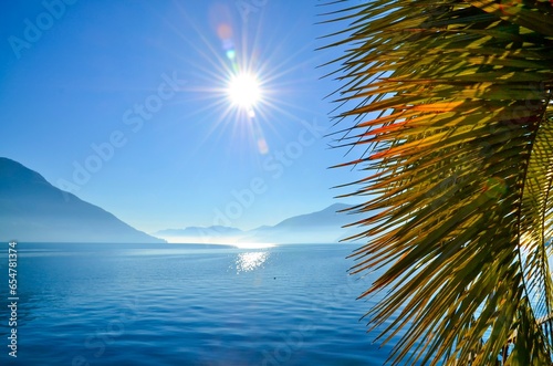 Closeup of palm tree leaves surrounded by the sea and mountains under the sunlight and a blue sky