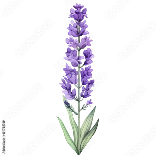 Lavenders watercolor clipart
