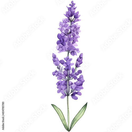Lavenders watercolor clipart © Rawitcha