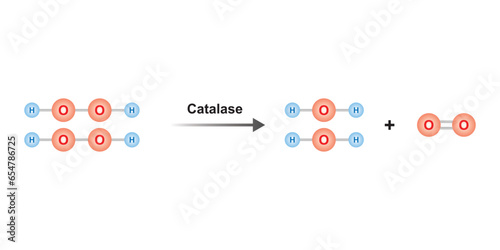 Catalase Enzyme Function Concept Design. Vector Illustration.	