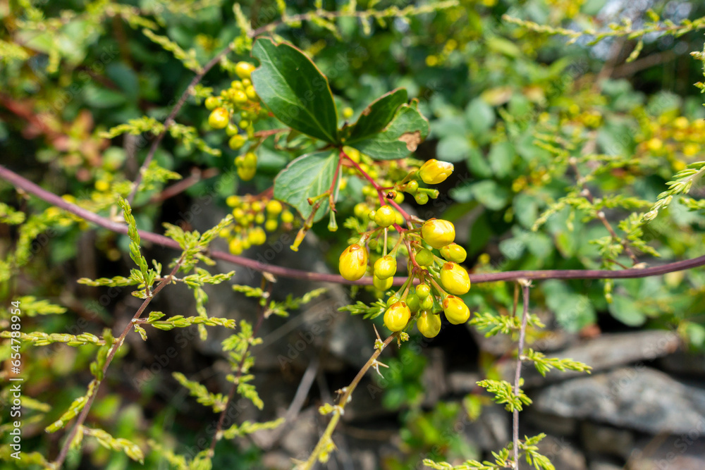 Close up shot of flowers ,seeds and leaves of Berberis darwinii, Darwin’s barberry, is a species of flowering plant in the family Berberidaceae. Uttarakhand , India