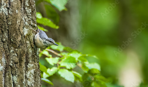 Eurasian Nuthatch (Sitta europaea) in spring