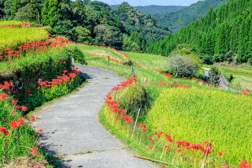 つづら棚田の彼岸花　福岡県うきは市　Red spider lily of Tsuzura rice terraces. Fukuoka Pref, Ukiha City. photo