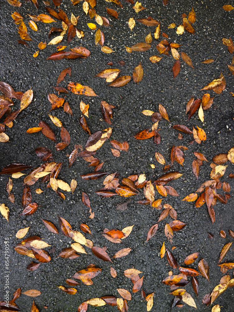 바닥에 떨어진 낙엽