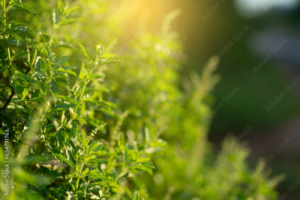 Leaf green Holy Basil nature. Leaf green Holy Basil nature.