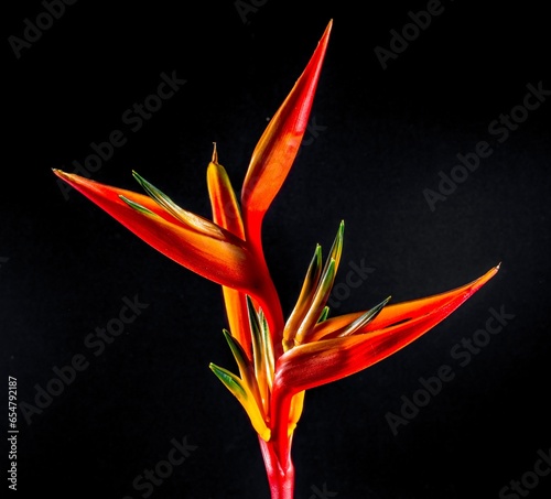 Bird of paradise.