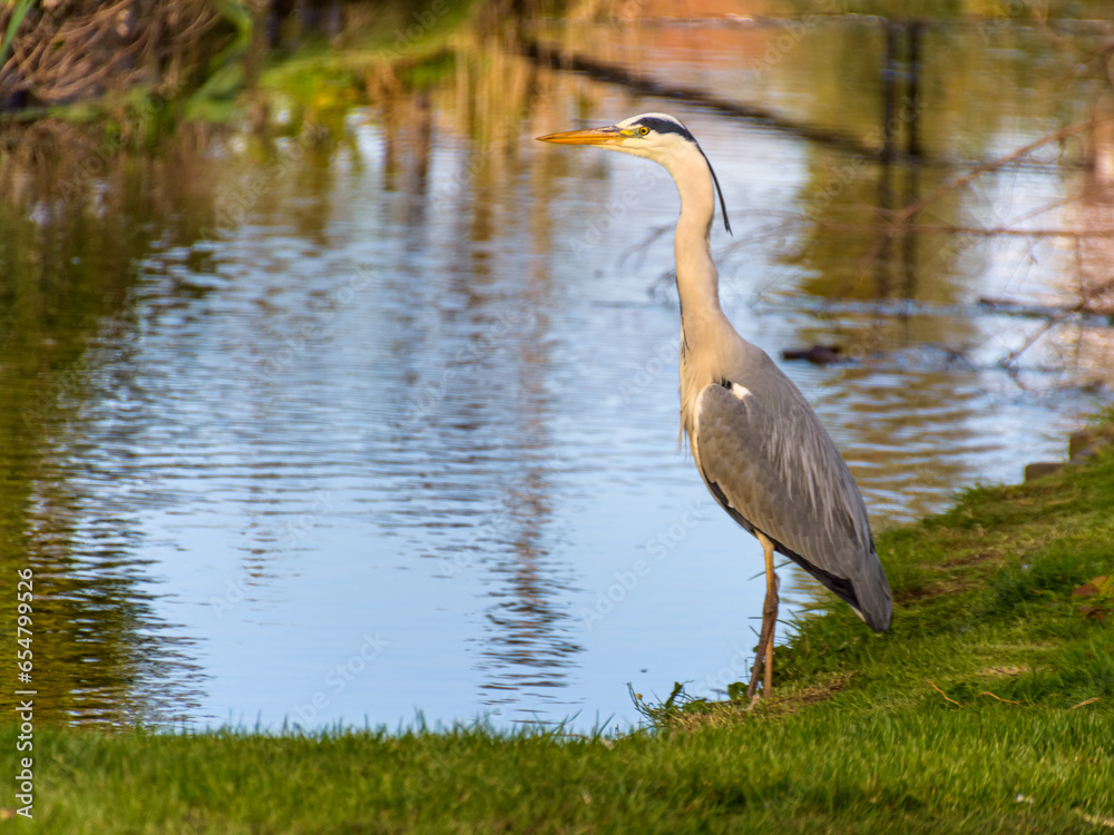 Naklejka premium A great blue heron stands in the sun at the water's edge