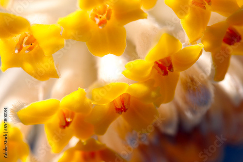 Vivid yellow spherical flower head of Oriental paperbush (Mitsumata) , the raw material for Japanese paper (Close up macro lens photography) photo