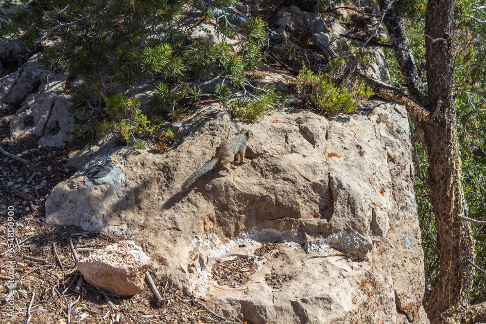 A Rock Squirrel (Spermophilus variegatus) at the Mather Point in the Grand Canyon National Park, Arizona, USA. A Rock Squirrel (Spermophilus variegatus) at the Mather Point in the Grand Canyon National Park, Arizona, USA.