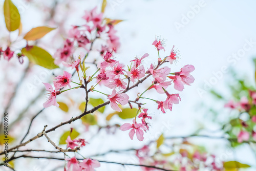 Nang Phaya Suea Krong flower or Sakura of Thailand, beautiful pink blossom on sky background. Prunus Cerasoides Flowers or Nang Phaya Sua Krong flowers are blooming in the garden.