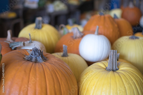 variety of pumpkins in harvest season