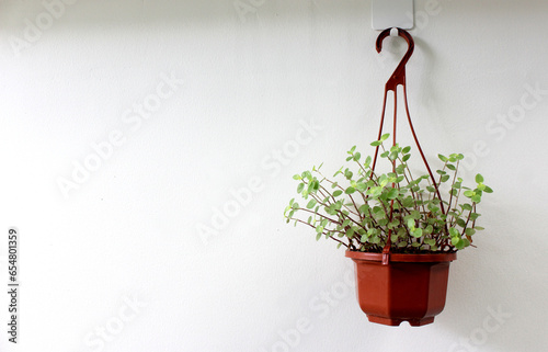 Foto Mini Turtle Plant in brown plant pot hang on white wall