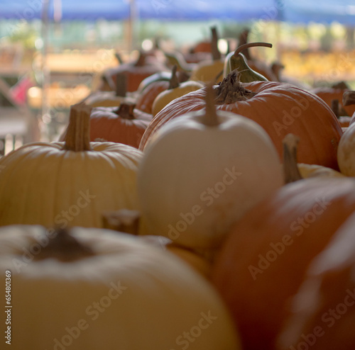 variety of pumpkins in harvest season
