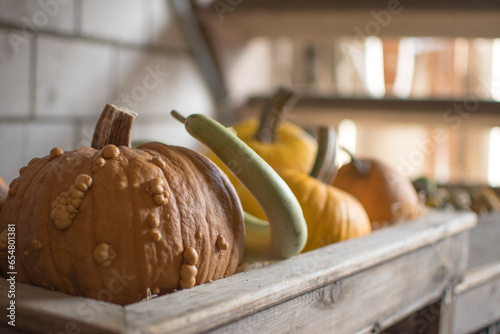 variety of pumpkins in harvest season