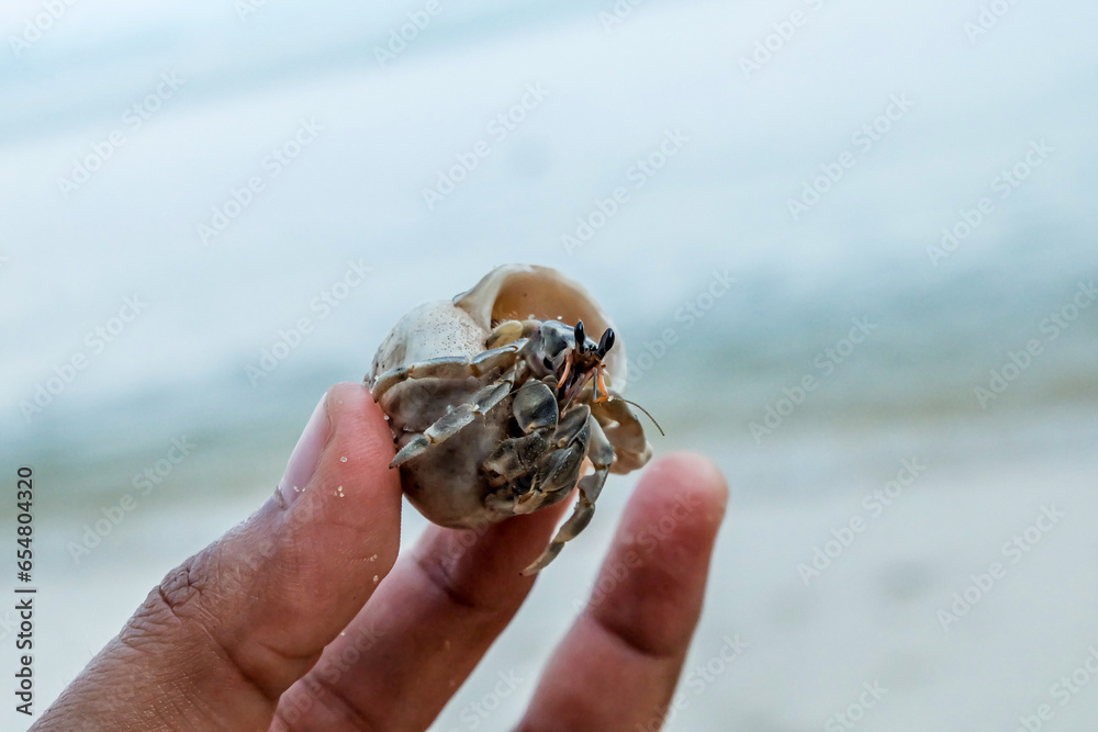Cute tiny hermit crab held in a hand. Little hermit crab macro photo. Cute tiny hermit crab held in a hand. Little hermit crab macro photo.