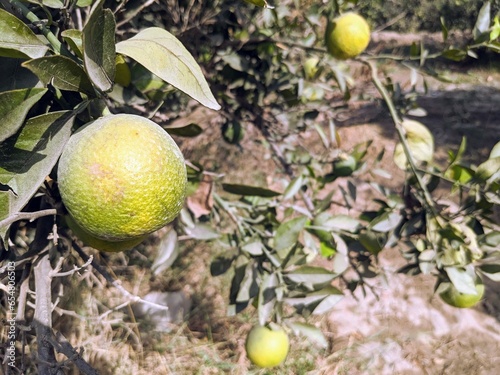 Citrus Delight: Lush Citrus Fruit Plant in punjab pakistan