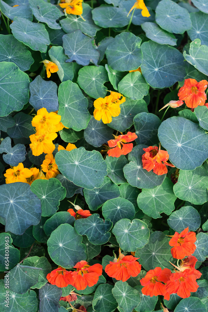 Nasturtium flowering in green leaves background, vivid color nasturtium flowers blooming in summer or autumn time, floral nasturtium background Nasturtium flowering in green leaves background, vivid color nasturtium flowers blooming in summer or autumn time, floral nasturtium background