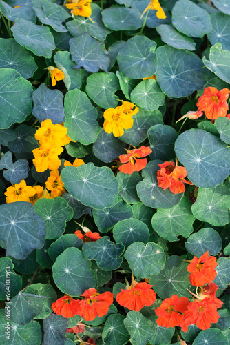 Konstfotografi Nasturtium  flowering in green leaves background, vivid color nasturtium  flower
