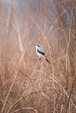 The great grey shrike hunting looking for prey on a branch