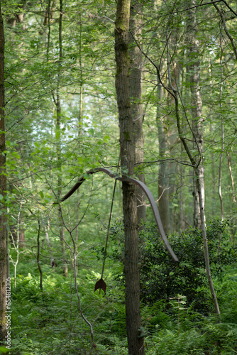 Fototapeta Naklejka Na Ścianę i Meble -  bow connected to tree in the forest