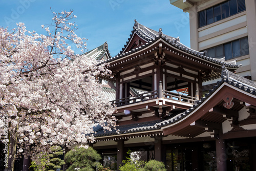 Fukuoka Sakura Season 