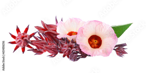 roselle on transparent png photo