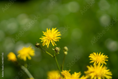 Yellow meadow hawkweed (Hieracium caespitosum) in green meadow photo