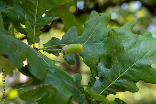 Acorns on oak branch with green leaves