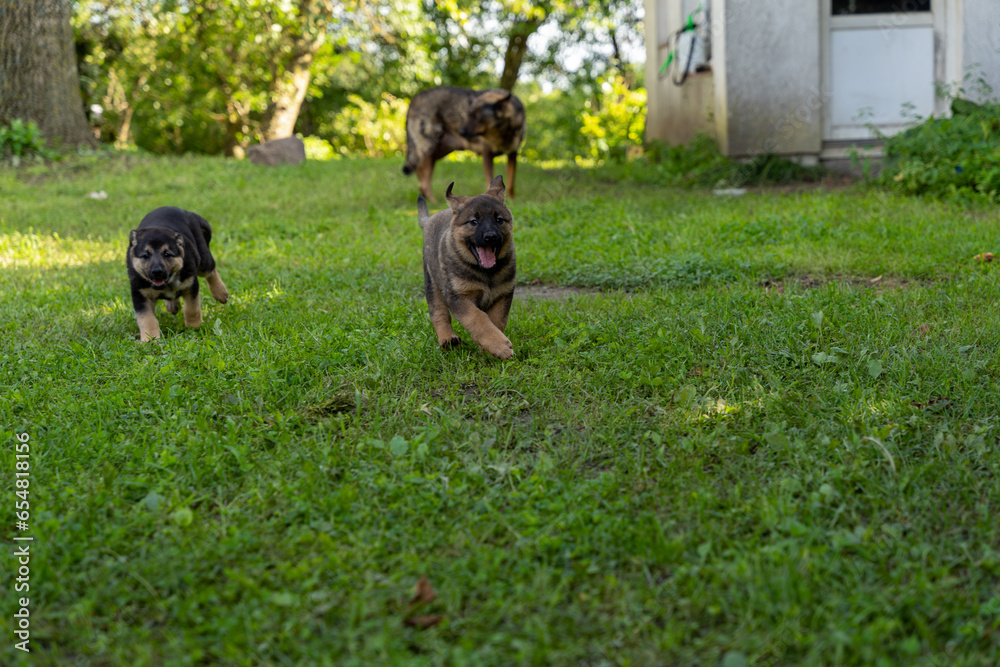 Two German Shepherd type a dog puppies running away from their mother