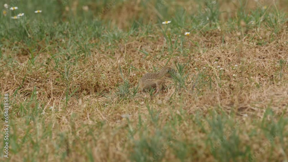 Spermophilus citellus, ground squirrel in the wild on green meadow in spring, summer season sunny day. Squirrel look around for danger. Close up HQ 4K Apple ProRes video. Spermophilus citellus, ground squirrel in the wild on green meadow in spring, summer season sunny day. Squirrel look around for danger. Close up HQ 4K Apple ProRes video.