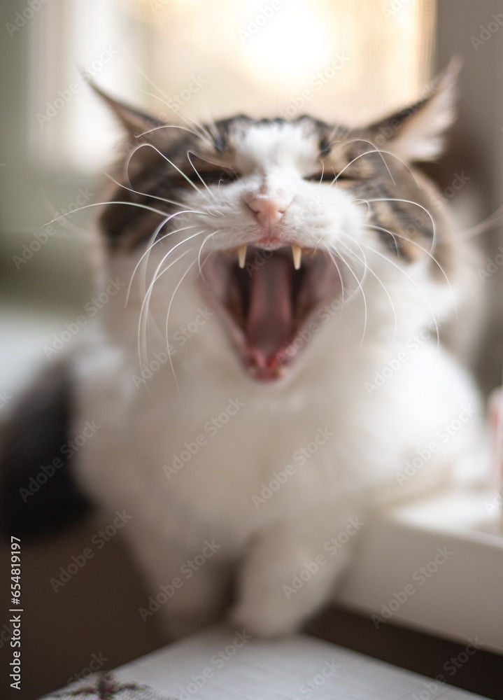 Screaming cat