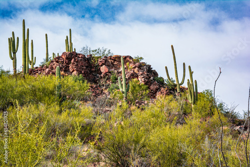 View of Cactus and Saguaro at Tumamoc Hill, Tucson, Arizona
