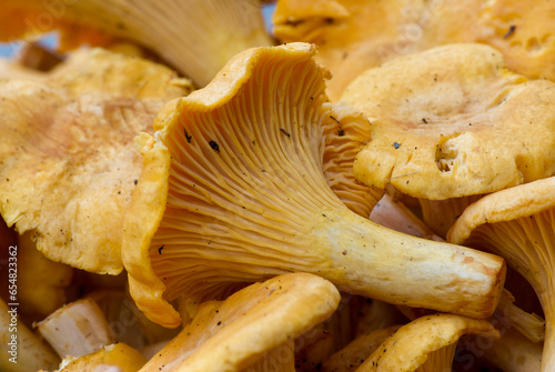 Close-up of fresh newly picked golden chanterelles in summer.
