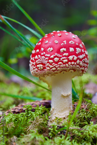 Cuadro en lienzo Close-up of a red fly agaric growing among green moss in the forest in summer