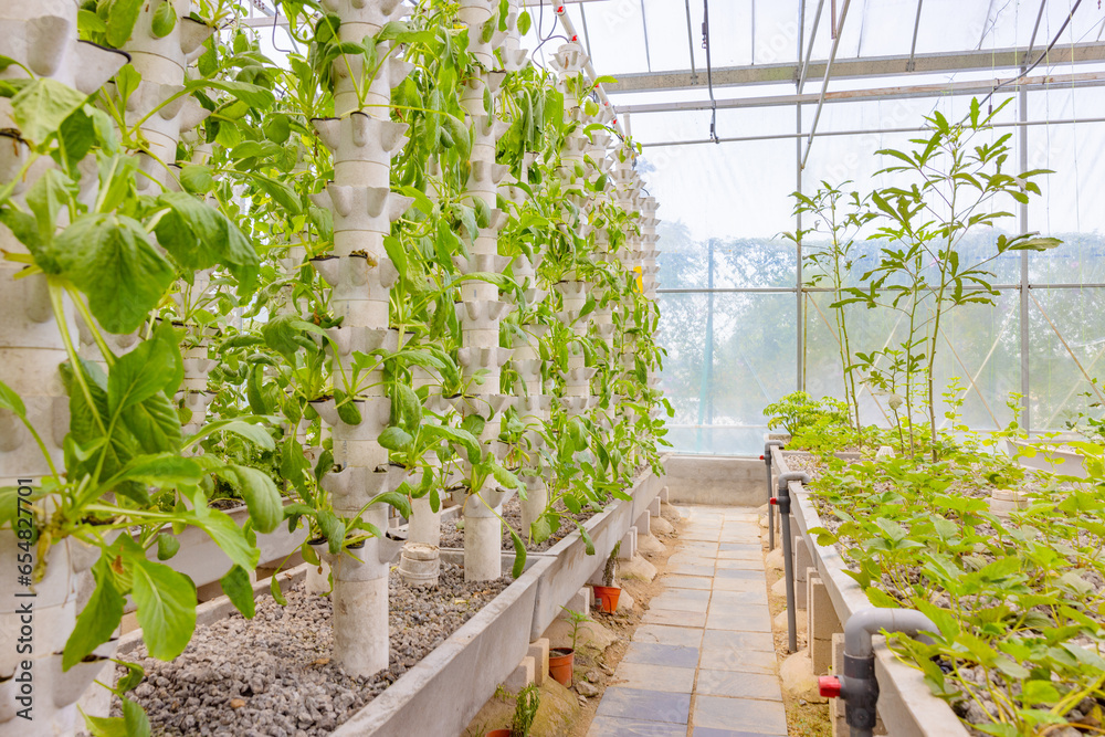 Green Plants in Hydroponic Vertical Columns in a Greenhouse