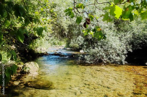 Picturesque mountain river in the shade of trees. photo